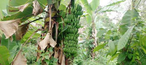 un regime de banane. Je voyais ça chez les autres. Ça se trouve aussi chez les elíb.